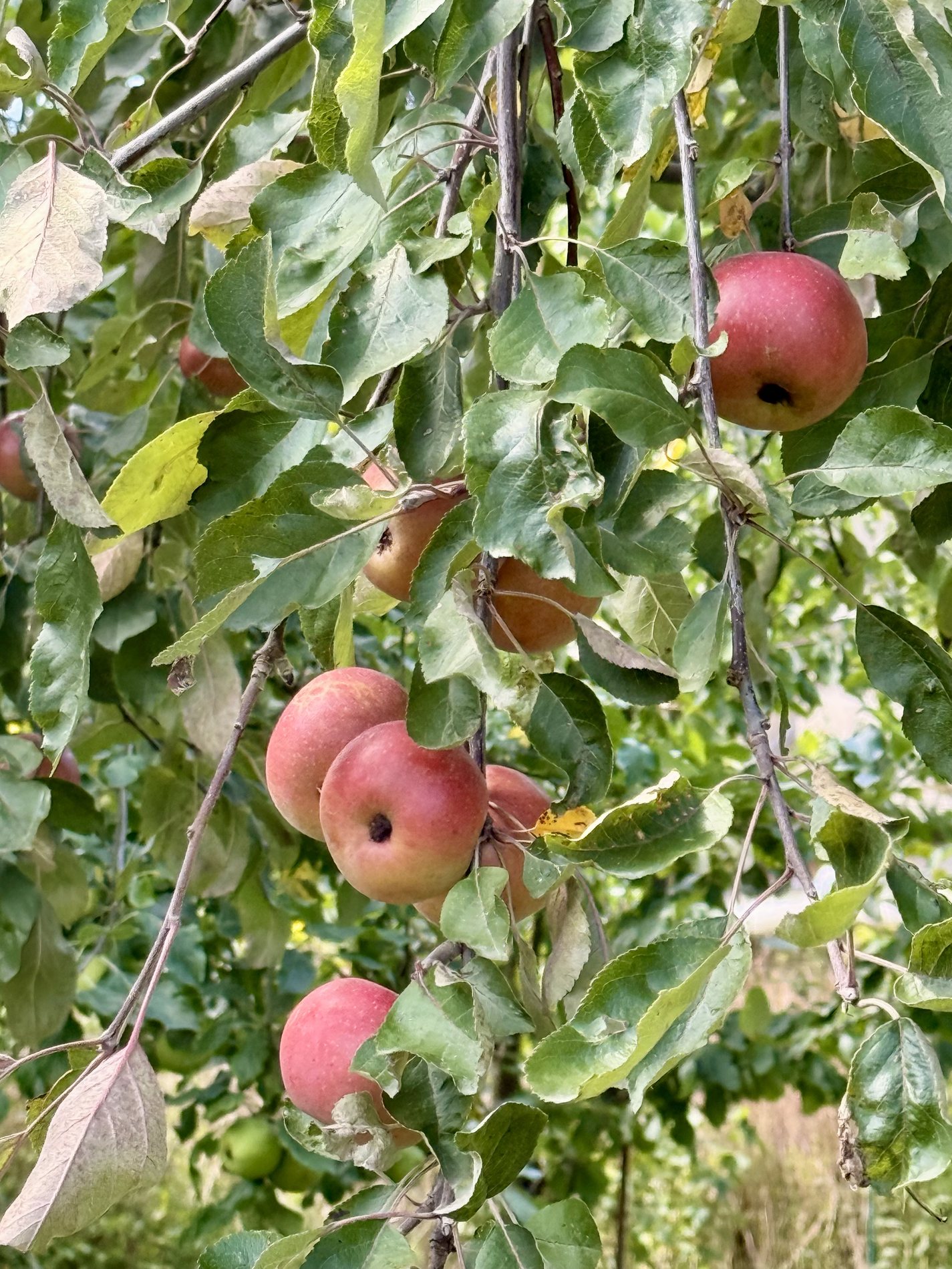 Äpfel am Baum