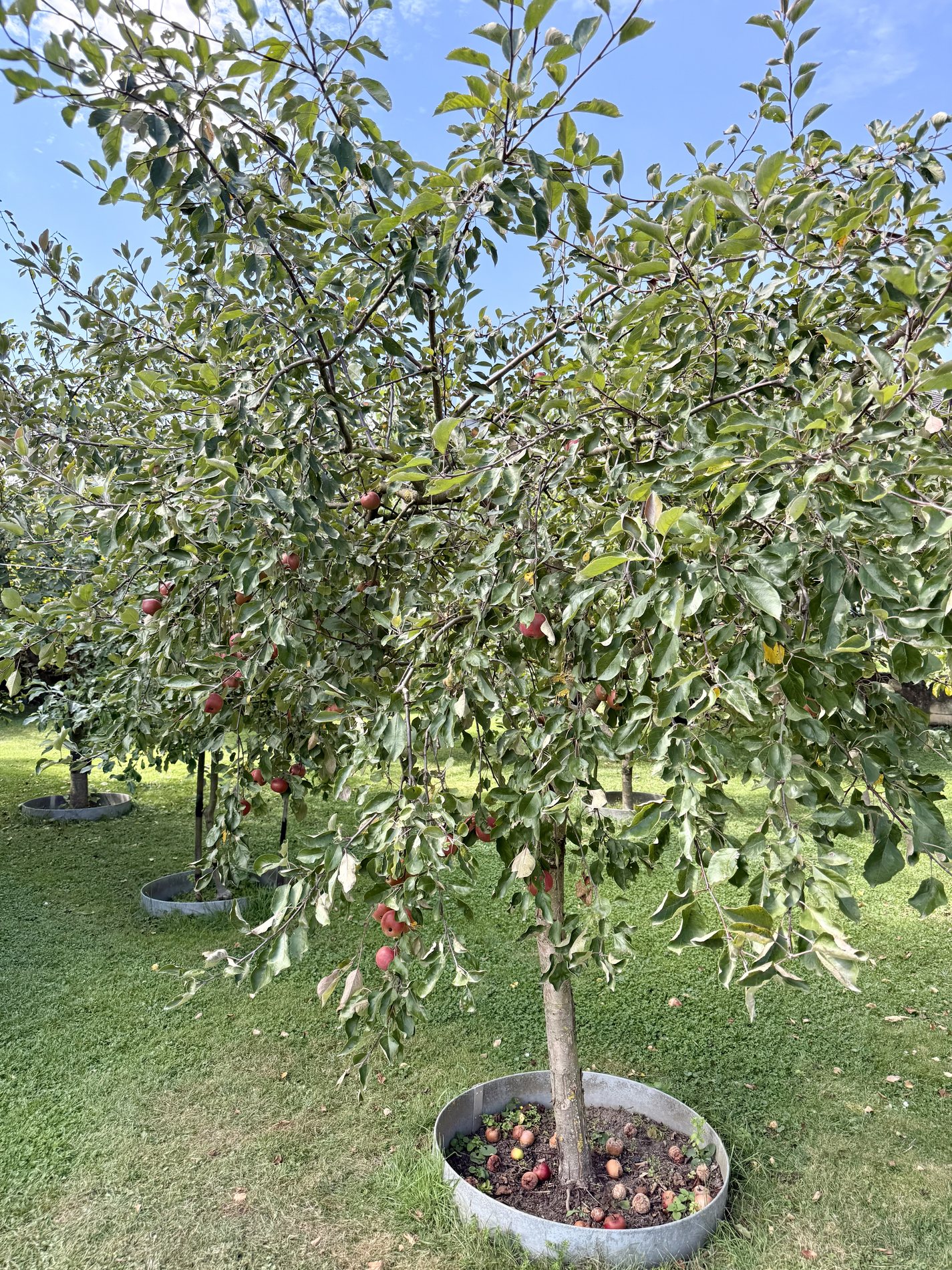 Apfelbaum