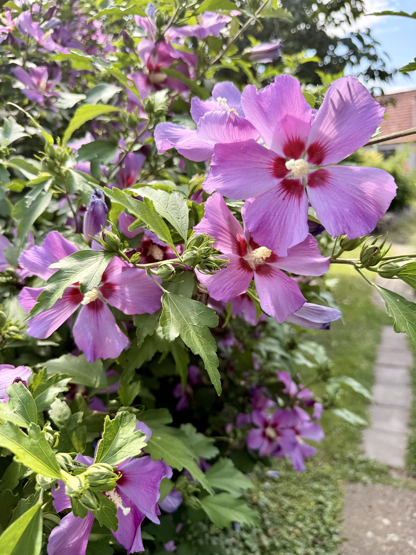 Blühende Gartenpflanzen