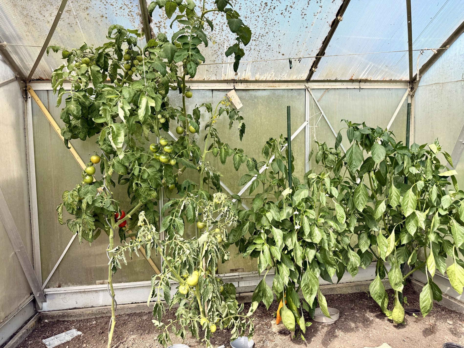 Tomaten und Paprika