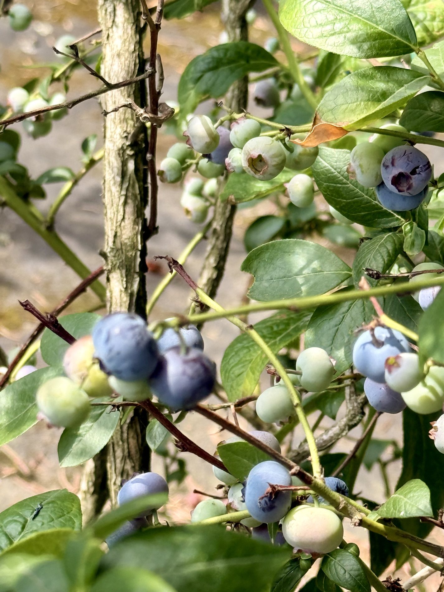 Kulturheidelbeeren