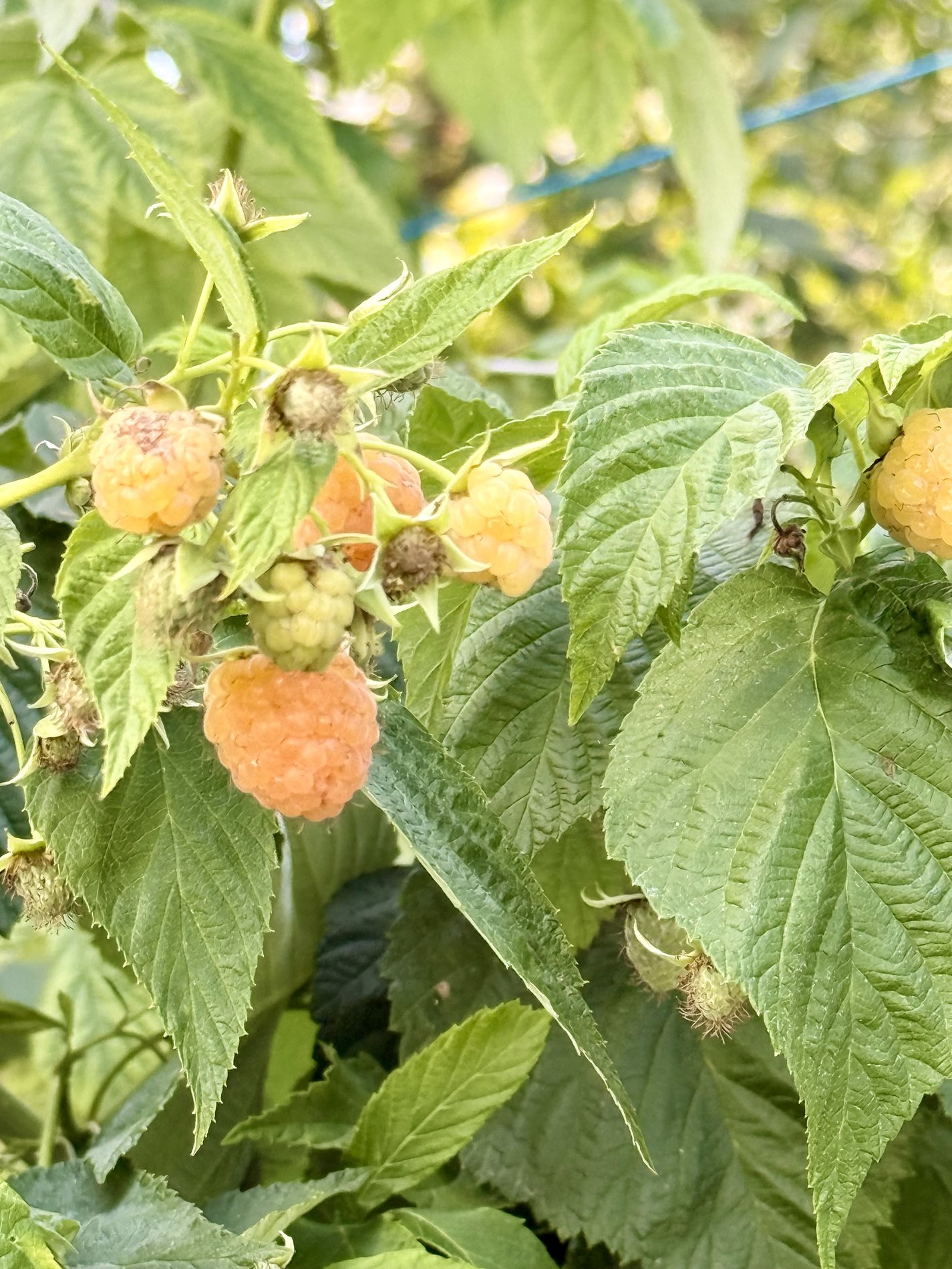 Beeren im Garten