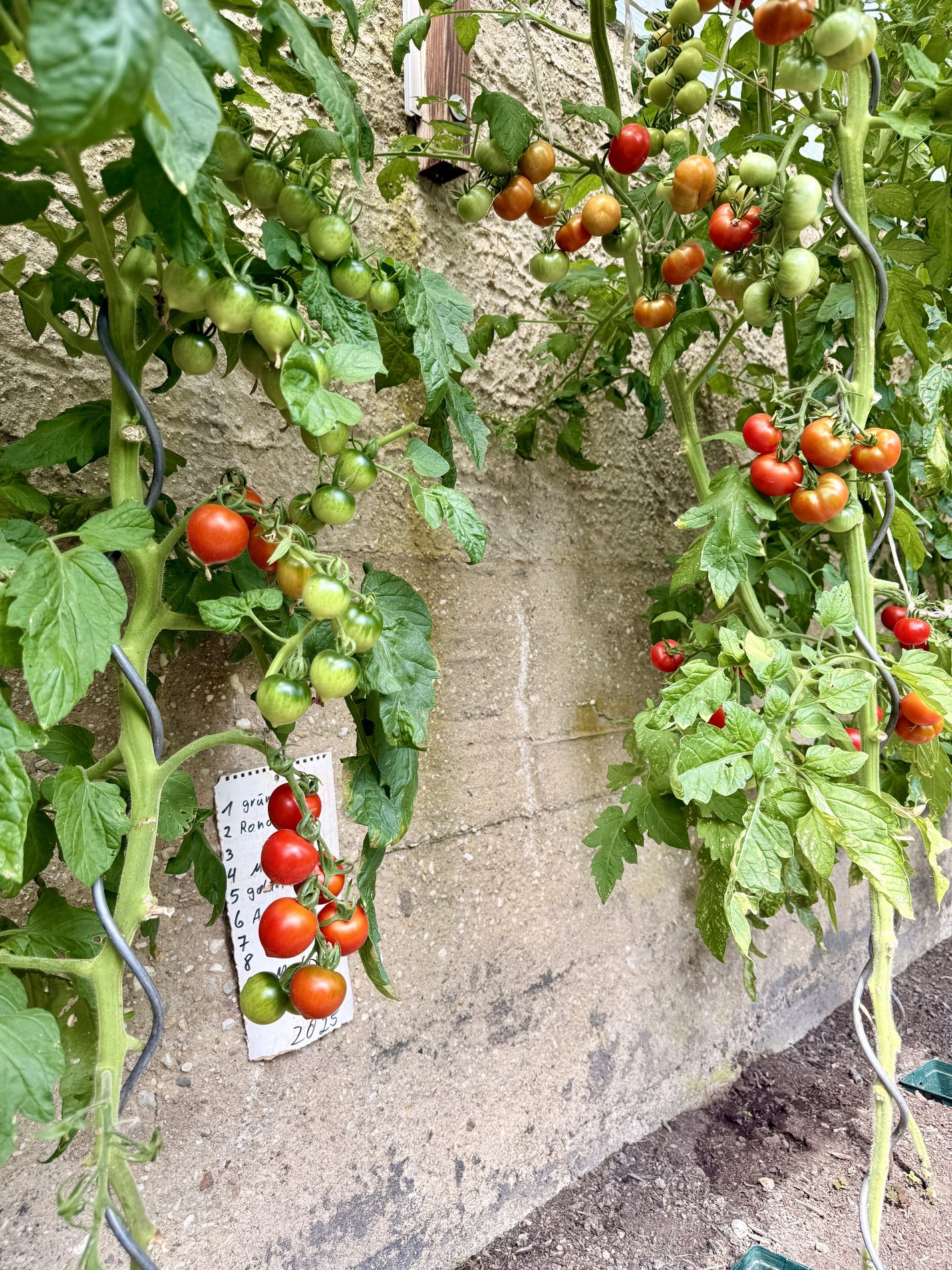 Tomatenpflanzen