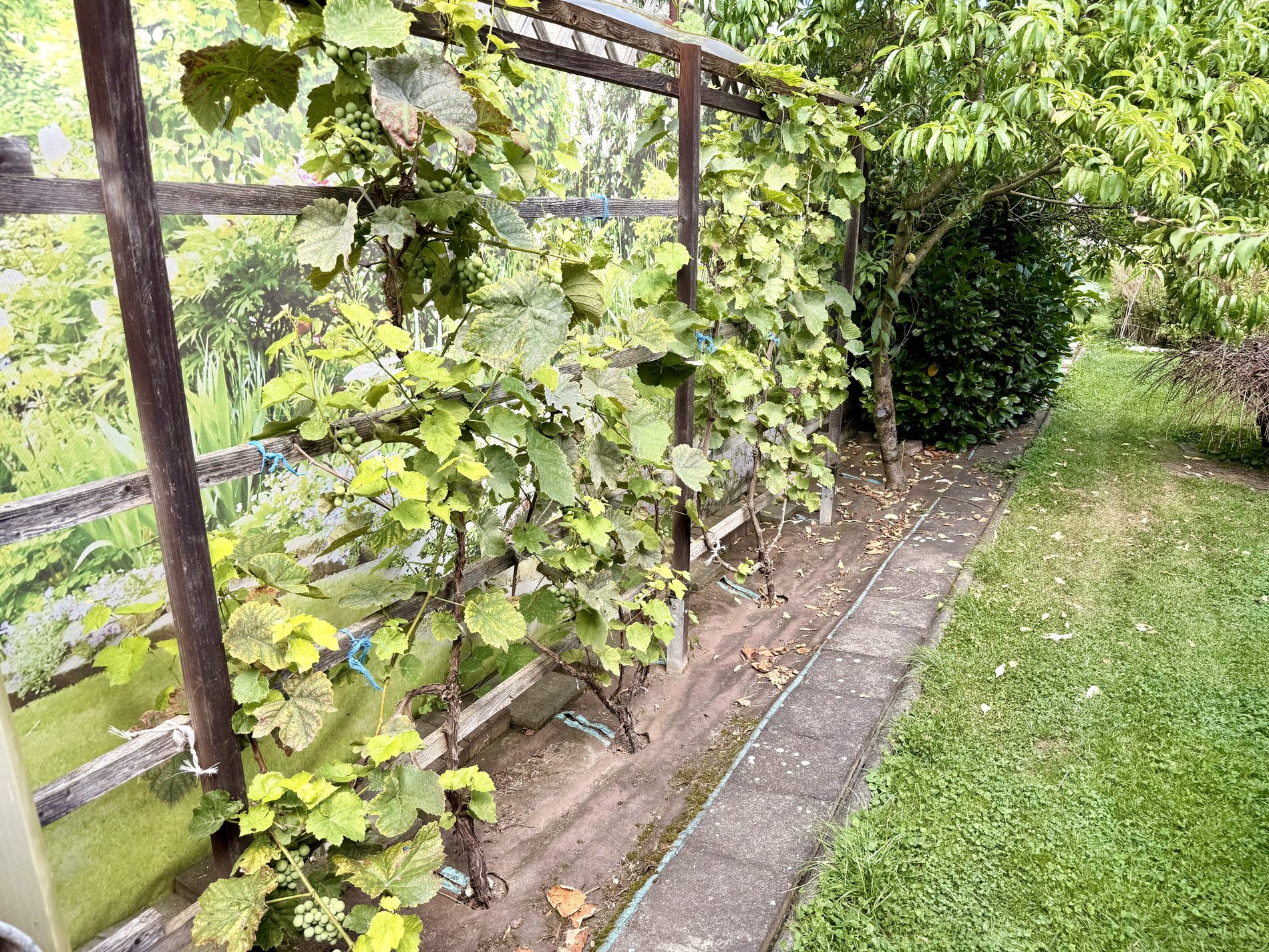 Weinreben